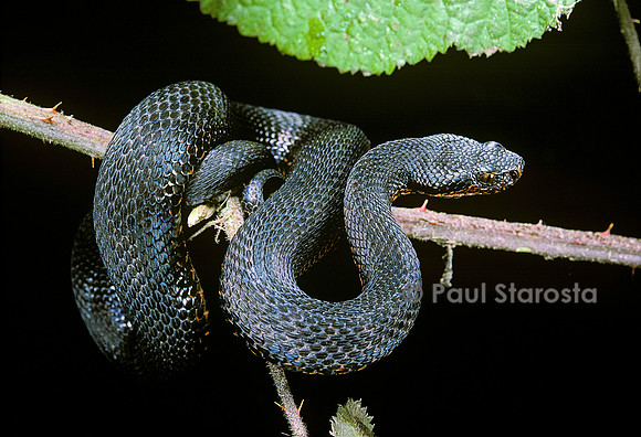 Vipera aspis f. mélanique (vipère aspic)