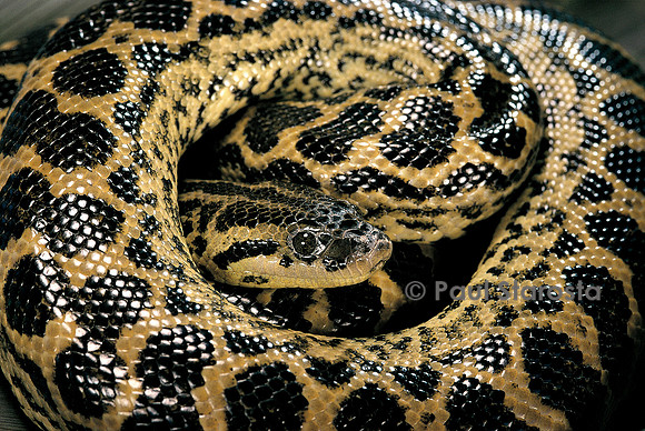 Eunectes notaeus (anaconda jaune)