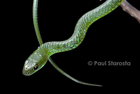 Philothamnus angolensis
