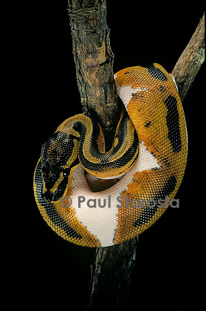 Python regius f. piebald (python royal)