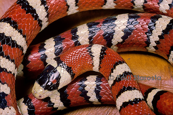Lampropeltis pyromelana woodini