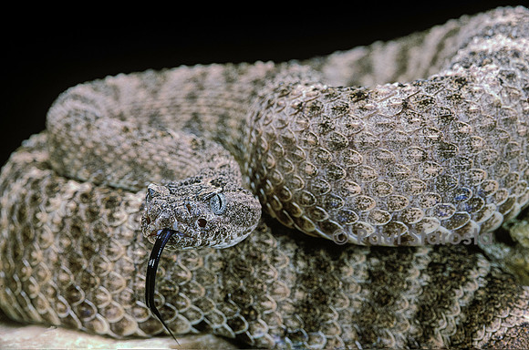 Crotalus tigris (crotale)