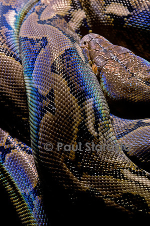 Python reticulatus (python réticulé)