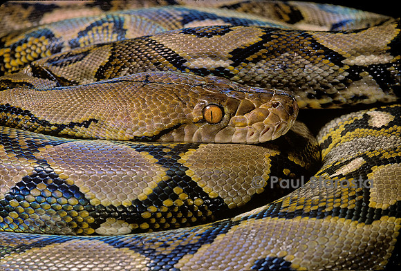 Python reticulatus (python réticulé)