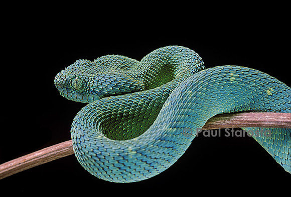 Atheris chloroechis (vipère arboricole)
