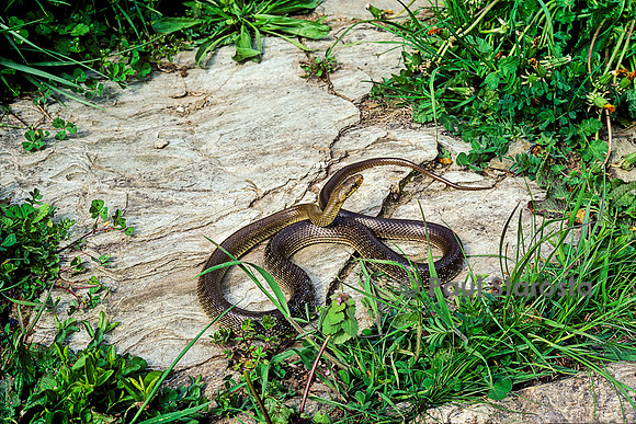 Zamenis longissimus (couleuvre d'Esculape)