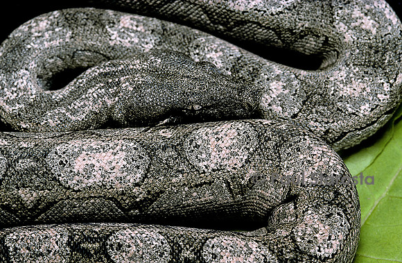 Boa constrictor occidentalis (boa d’argentine) - jeune