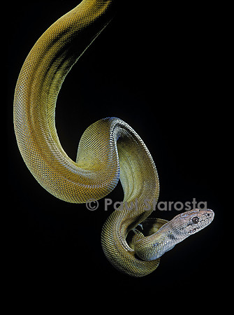 Apodora papuana (python papou)