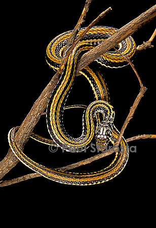Xenochrophis vittatus