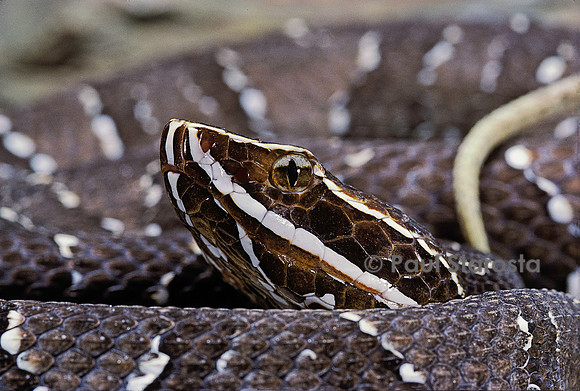 Agkistrodon bilineatus (crotale)