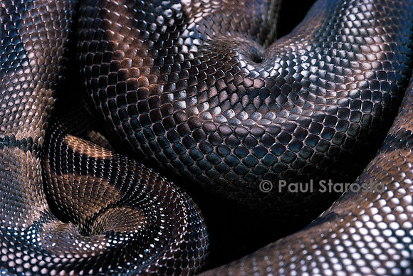 Python regius f. melanique (python royal)