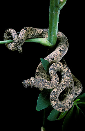 Candoia carinata carinata