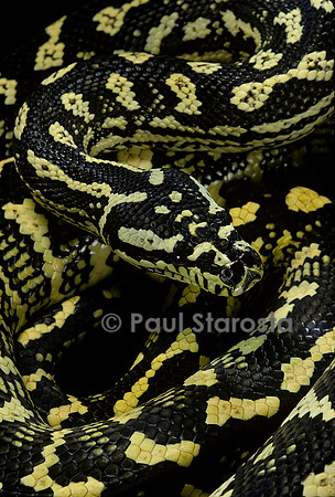 Morelia spilota cheynei (python tapis)