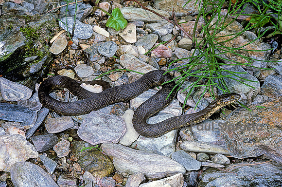 Natrix maura (couleuvre vipérine)