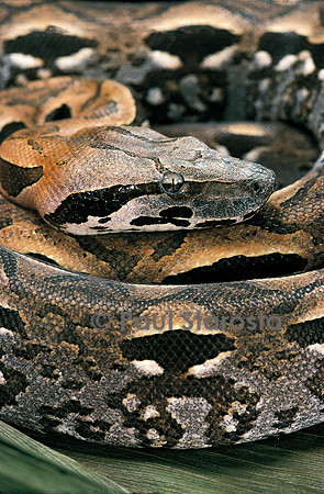 Acrantophis madagascariensis