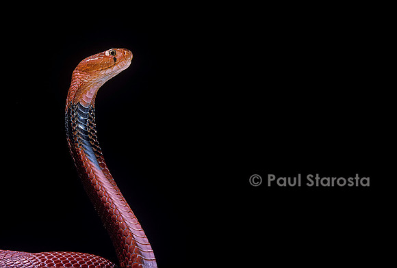 Naja pallida (cobra cracheur)
