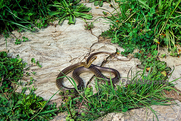 Zamenis longissimus (couleuvre d'Esculape)