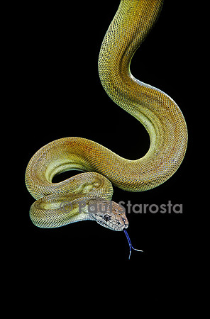 Apodora papuana (python papou)