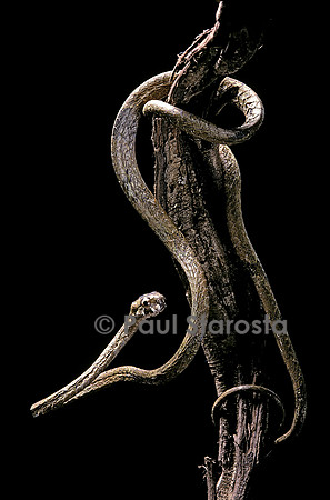 Aplopeltura boa
