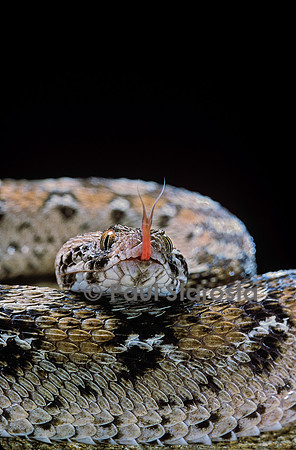 Echis ocellatus (vipère des pyramides)