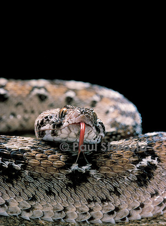 Echis ocellatus (vipère des pyramides)