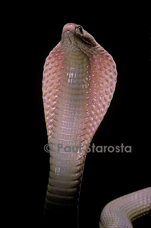 Naja kaouthia (cobra à monocle)