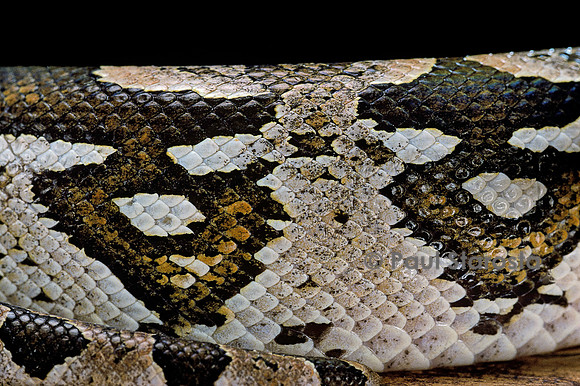 Acrantophis dumerili (boa de Dumeril)