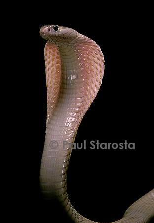 Naja kaouthia (cobra à monocle)