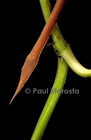 Langaha madagascariensis - mâle