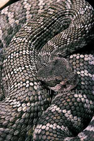 Crotalus viridis (crotale des prairies)