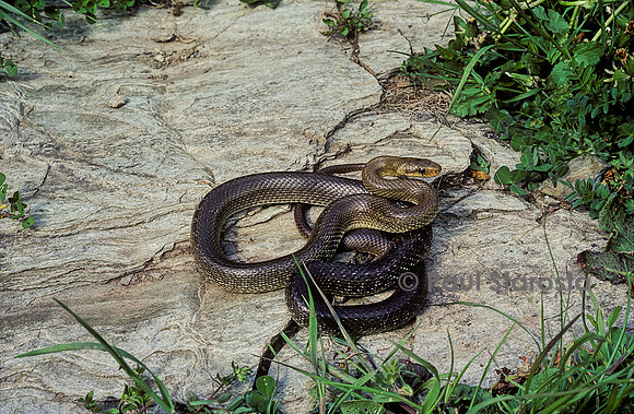 Zamenis longissimus (couleuvre d'Esculape)
