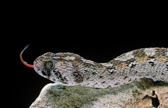 Echis ocellatus (vipère des pyramides)