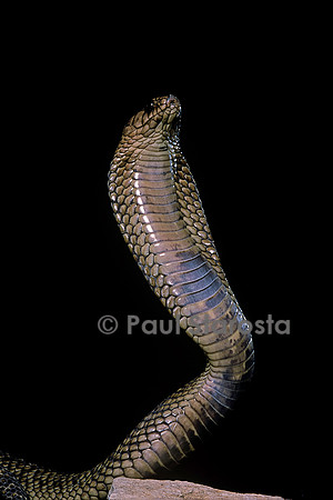 Naja haje (cobra égyptien)