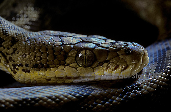 Python timoriensis (python de Timor)