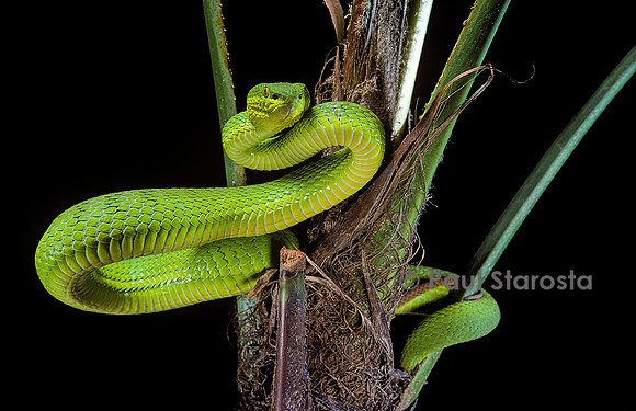Trimeresurus albolabris (crotale des bambous)