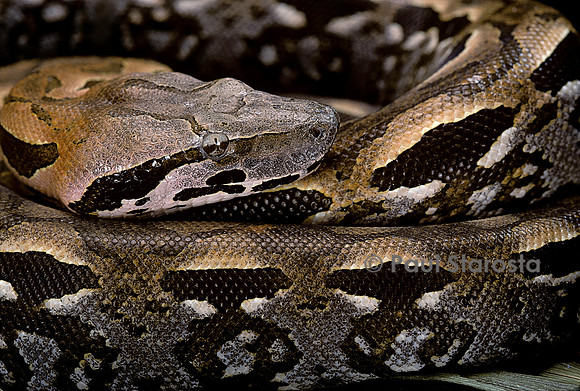 Acrantophis madagascarensis