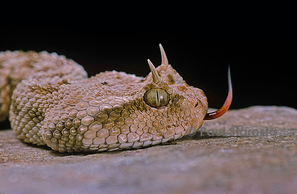 Cerastes cerastes (vipère à cornes)