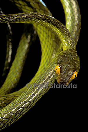 Dipsadoboa duchesnii