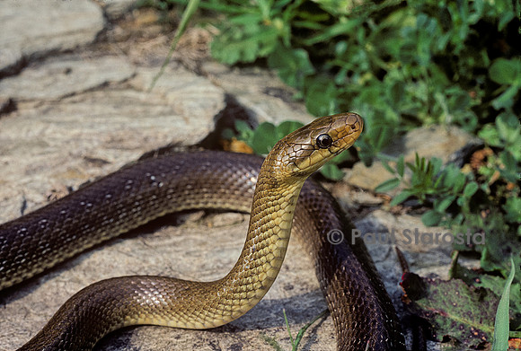 Zamenis longissimus (couleuvre d'Esculape)