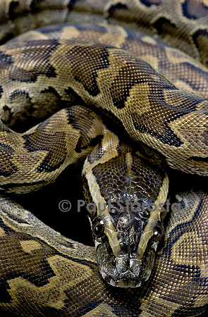 Python sebae (python de Séba)