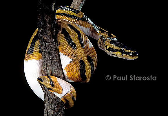 Python regius f. piebald (python royal)
