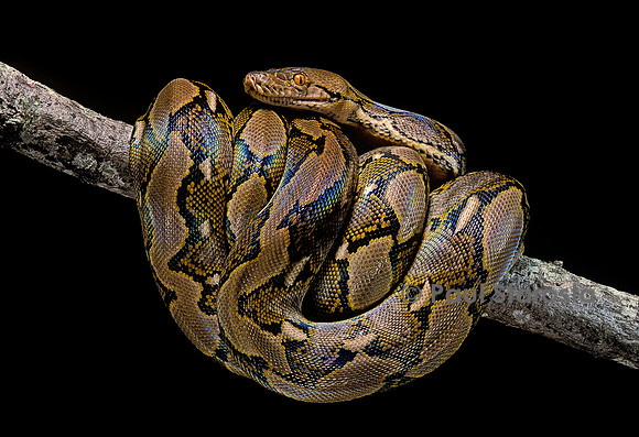 Python reticulatus (python réticulé)