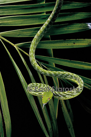 Ahaetulla prasina (serpent liane)