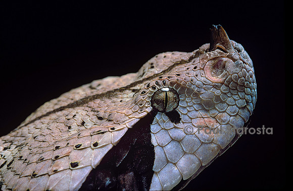 Bitis gabonica (vipère du Gabon)