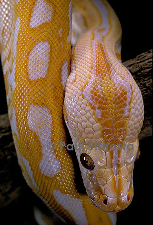 Python molurus bivittatus f. labyrinthe albinos