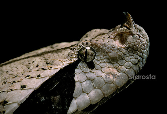 Bitis gabonica (vipère du Gabon)