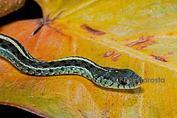 Thamnophis sirtalis similis (serpent jarretière)
