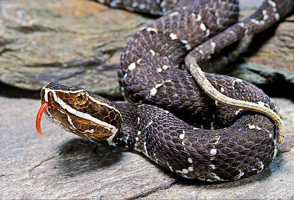 Agkistrodon bilineatus (crotale)