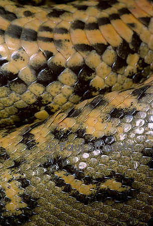 Eunectes murinus (anaconda vert)