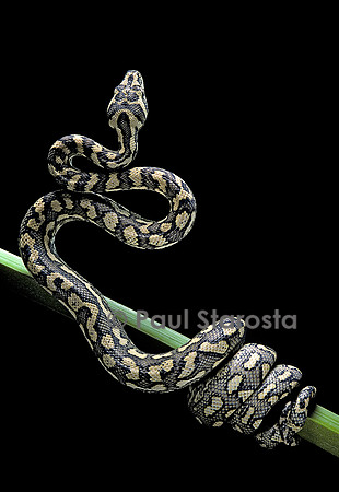 Morelia spilota variegata (python tapis)